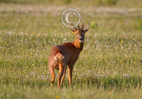Roe Deer  Buck DM1142